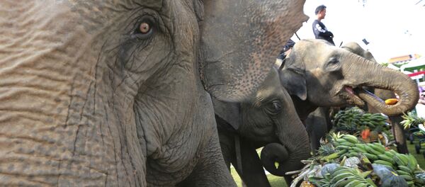 Voi ăn trái cây trước khi voi ở Bangkok, Thái Lan - Sputnik Việt Nam