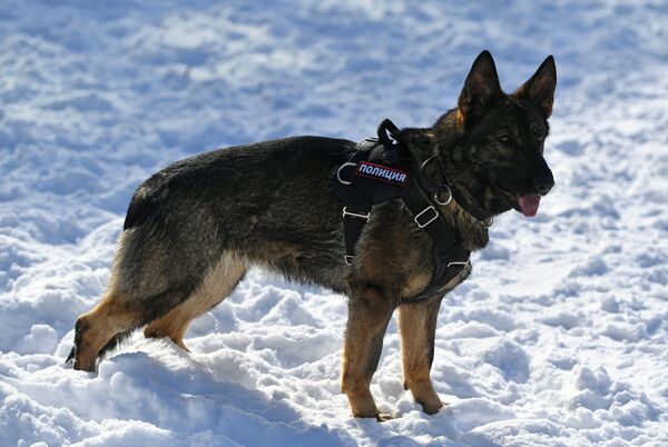 Trung tâm Cảnh khuyển Bộ Nội vụ ở Moskva - Sputnik Việt Nam