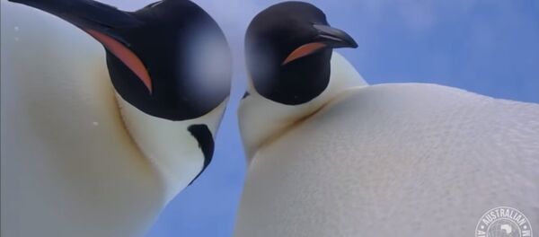 Chim cánh cụt Nam Cực tập chụp ảnh tự sướng Chim cánh cụt Nam Cực tập chụp ảnh tự sướng - Sputnik Việt Nam