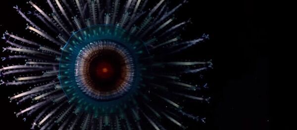 Bộ phim dài 10 phút tái hiện gần 14 tỉ năm cuộc sống của Vũ trụ - Sputnik Việt Nam