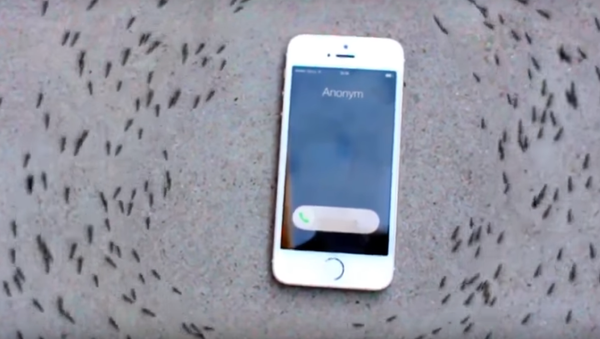 Ants reaction to iphone ringing tone - Sputnik Việt Nam