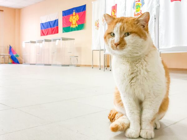 Mèo Mostik kiểm tra việc chuẩn bị bầu cử - Sputnik Việt Nam