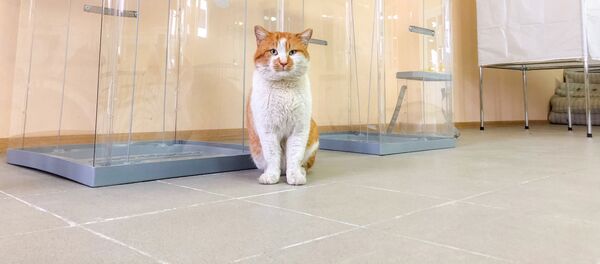 Mèo Mostik kiểm tra việc chuẩn bị bầu cử Mèo Mostik kiểm tra việc chuẩn bị bầu cử - Sputnik Việt Nam