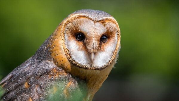 Chim lợn (Barn-owl) - Sputnik Việt Nam