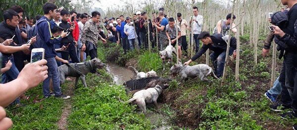 Hàng trăm người hiếu kỳ xem chó săn và lợn rừng tử chiến - Sputnik Việt Nam