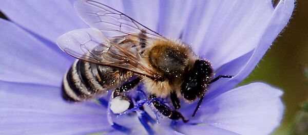 Con ong - Sputnik Việt Nam