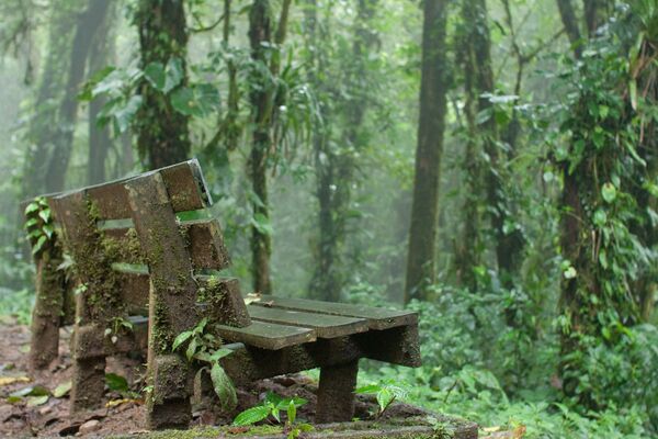 Rừng mây Monteverde ở Costa Rica. Những ngọn núi lớn được bao phủ hoàn toàn bởi rừng rậm với những đám mây sà xuống thấp và mưa liên miên. - Sputnik Việt Nam