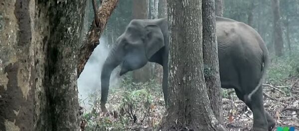 Con voi - Sputnik Việt Nam