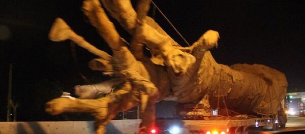 Xe chở cây khủng như “quái thú” Xe chở cây khủng như “quái thú” - Sputnik Việt Nam