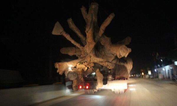 Quái thú lưu thông trên đường không bị xử lí gây bức xúc dư luận - Sputnik Việt Nam