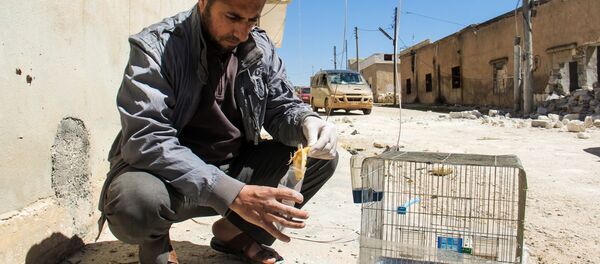 Syria - Sputnik Việt Nam