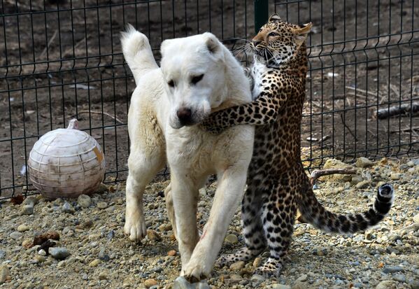 Chó chăn cừu Trung Á (Alabai) Elsa và báo con Milasha trong vườn thú Sadgorod, ngoại ô Vladivostok, Nga - Sputnik Việt Nam