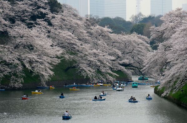 Người chèo thuyền dưới những cành hoa anh đào ở Tokyo, Nhật Bản - Sputnik Việt Nam