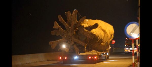 Xe chở cây khủng như “quái thú” Xe chở cây khủng như “quái thú” - Sputnik Việt Nam