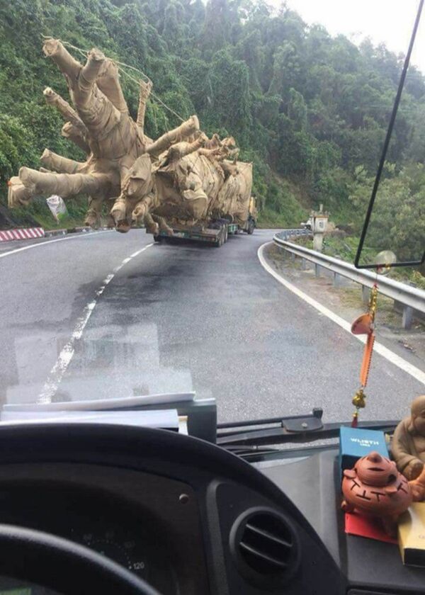 Trước đó, CTV Dân trí phát hiện cây khủng này được vận chuyển qua Đèo Phượng Hoàng nằm giữa hai tỉnh Đắk Lắk và Khánh Hòa. Chiếc xe theo QL 26 chạy về QL 1A rồi đi ra Bắc. - Sputnik Việt Nam