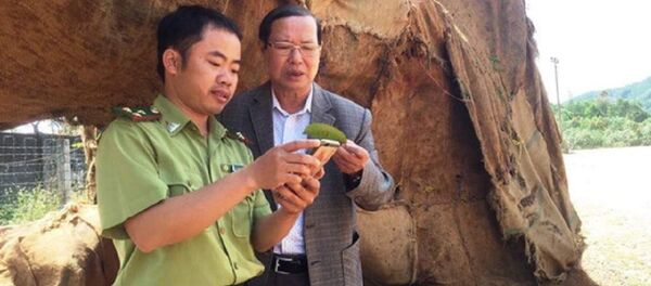 Lực lượng kiểm lâm Thừa Thiên- Huế có mặt tại hiện trường 3 cây quái thú để xác minh nguồn gốc Lực lượng kiểm lâm Thừa Thiên- Huế có mặt tại hiện trường 3 cây quái thú để xác minh nguồn gốc - Sputnik Việt Nam