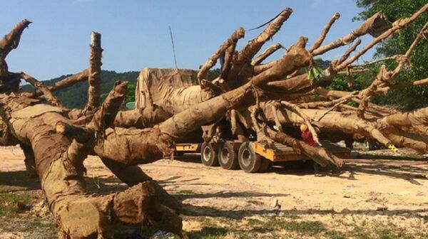 Cận cảnh các cây cổ thụ và lực lượng kiểm lâm có mặt kiểm tra - Sputnik Việt Nam