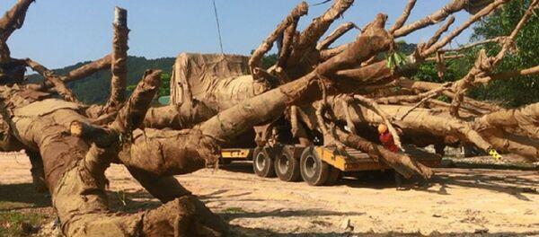 Cận cảnh các cây cổ thụ và lực lượng kiểm lâm có mặt kiểm tra - Sputnik Việt Nam