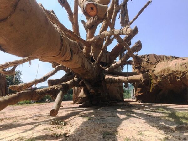 Cận cảnh các cây cổ thụ và lực lượng kiểm lâm có mặt kiểm tra - Sputnik Việt Nam