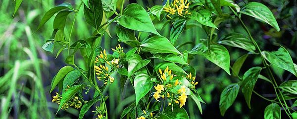 Cây lá ngón - Sputnik Việt Nam