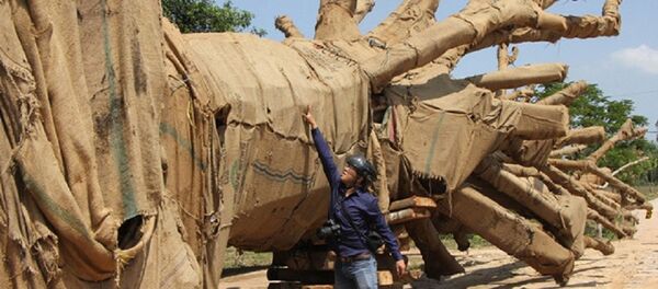 Hồ sơ về nguồn gốc 2 cây cổ thụ được cho khai thác tại xã Ea Hồ (huyện Krông Năng, tỉnh Đắk Lắk) nghi làm giả. - Sputnik Việt Nam