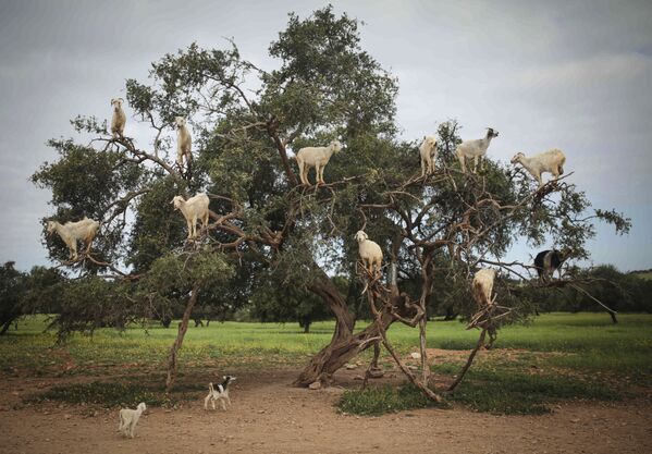 Dê kiếm thức ăn trên cây Argan ở Marocco - Sputnik Việt Nam