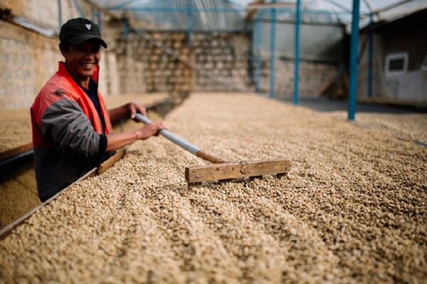 Thị trường cà phê Việt đang cạnh tranh gây gắt với hàng loạt tên tuổi trong và ngoài nước ở cả lĩnh vực trồng đến chế biến, xuất khẩu. - Sputnik Việt Nam
