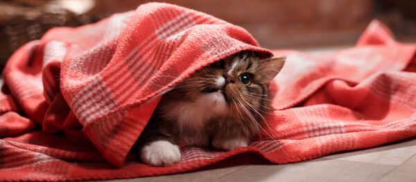 Con mèo - Sputnik Việt Nam