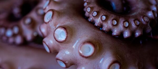 Щупальца осьминога - Sputnik Việt Nam