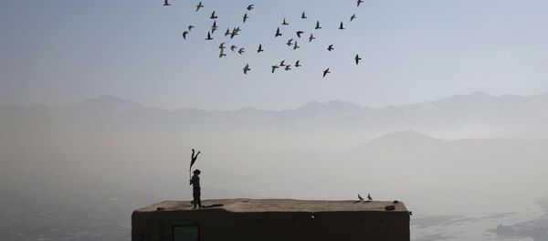 Con bé và những chim bồ câu tại Kabul - Sputnik Việt Nam
