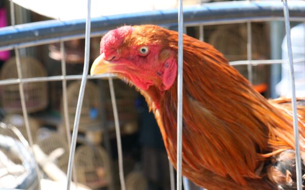 Chợ chim ở thủ đô Afghanistan - Sputnik Việt Nam