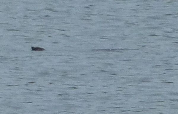 Bức ảnh cá thể rùa tại hồ Xuân Khanh được chụp vào tháng 05/2017. Rất khó để định loại loài dựa trên bức ảnh này.  - Sputnik Việt Nam