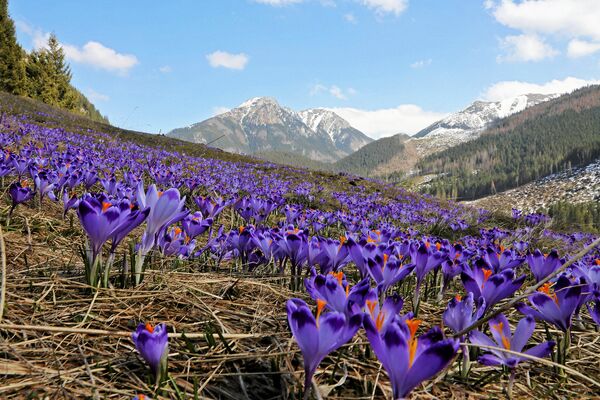 Hoa crocus trong thung lũng Chocholowska ở vùng Tatra, Ba Lan - Sputnik Việt Nam