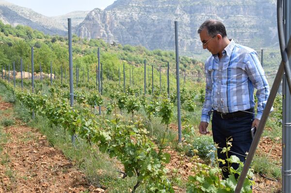 Chủ nhà máy rượu vang Chateau Wadih ở miền núi Lebanon Piter Abi Unes - Sputnik Việt Nam