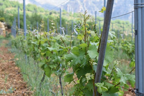 Lebanon bắt đầu xuất khẩu rượu vang màu xanh - Sputnik Việt Nam