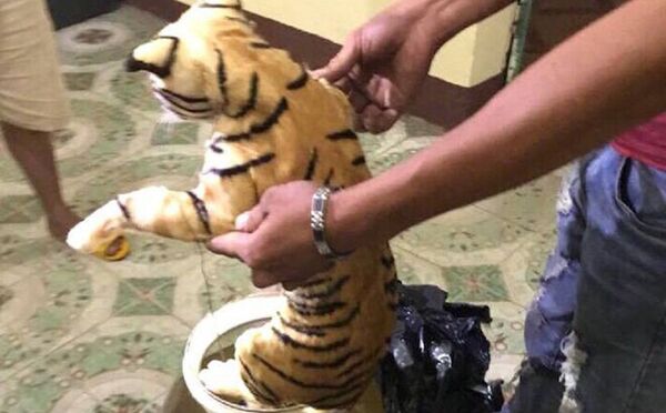 CSGT phát hiện trên xe có 2 bình rượu lớn ngâm 2 cá thể hổ bên trong. - Sputnik Việt Nam