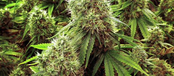 Marijuana - Sputnik Việt Nam