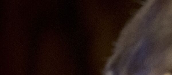 Emmanuel Macron và Donald Trump - Sputnik Việt Nam