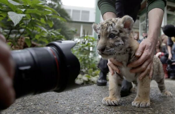 Sở thú Berlin phẫn nộ với đề xuất giết động vật vì COVID-19 Sở thú Berlin phẫn nộ với đề xuất giết động vật vì COVID-19 - Sputnik Việt Nam