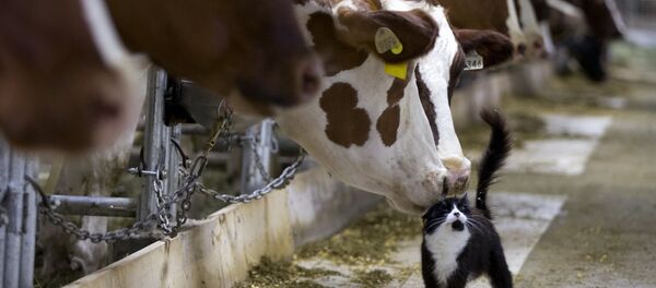 Bò cọ mũi với mèo trong trang trại ở Granby - Sputnik Việt Nam