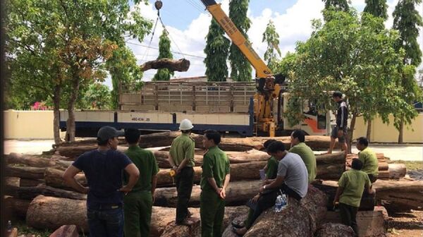 Lực lượng chức năng bốc dỡ, kiểm đếm gỗ tang vật - Sputnik Việt Nam