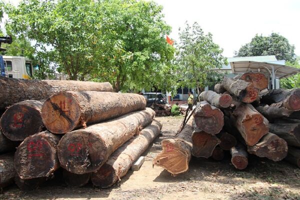 Số gỗ của đối tượng Phượng râu bị tạm giữ để điều tra, làm rõ - Sputnik Việt Nam