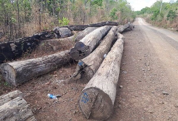 Gỗ đấu giá của công ty Thảo Trúc còn hơn 145m3 đang để dọc QL 14C - Sputnik Việt Nam