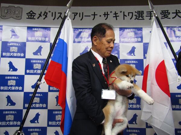 Nhật Bản giới thiệu chó Akita Inu được VĐV trượt băng nghệ thuật Zagitova Alina chọn  - Sputnik Việt Nam