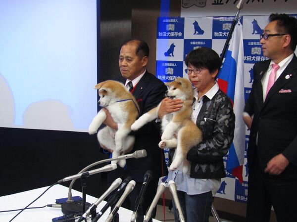 Nhật Bản giới thiệu chó Akita Inu được VĐV trượt băng nghệ thuật Zagitova Alina chọn  - Sputnik Việt Nam