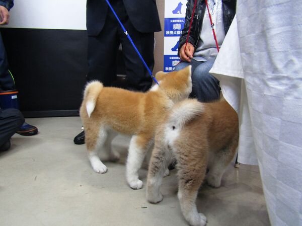 Nhật Bản giới thiệu chó Akita Inu được VĐV trượt băng nghệ thuật Zagitova Alina chọn  - Sputnik Việt Nam