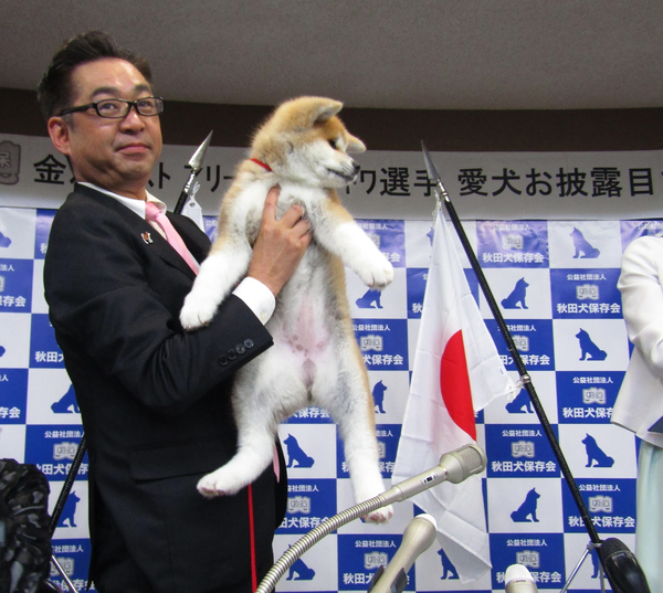 Nhật Bản giới thiệu chó Akita Inu được VĐV trượt băng nghệ thuật Zagitova Alina chọn  - Sputnik Việt Nam