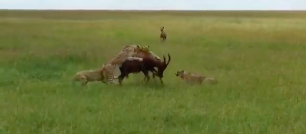 Trận chiến đơn độc khốc liệt giữa linh dương với đàn báo và kết cục bất ngờ (Video) Trận chiến đơn độc khốc liệt giữa linh dương với đàn báo và kết cục bất ngờ (Video) - Sputnik Việt Nam