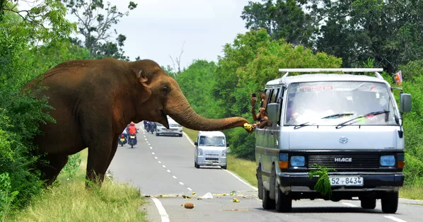 Khách du lịch lái xe hơi đang cho voi ăn chuối trên đường đến Sri Lanka Khách du lịch lái xe hơi đang cho voi ăn chuối trên đường đến Sri Lanka - Sputnik Việt Nam