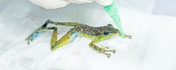 Лягушка в лаборатории - Sputnik Việt Nam